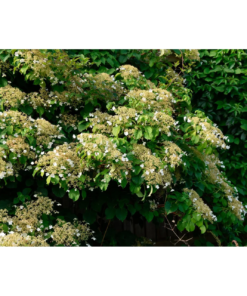 Hydrangea Petolaris - Klatrehortensia 19 cm