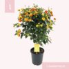 Lantana oppstammet 19 cm