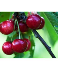 Frukttrær Prunus Avium Sunburst - Søtkirsebær
