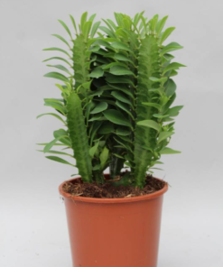 Euphorbia Trigona - Vortemelk 12 cm