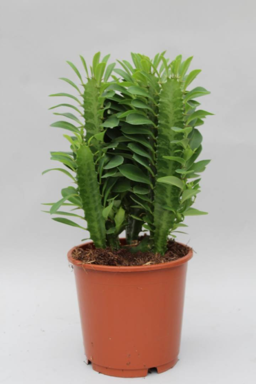 Euphorbia Trigona - Vortemelk 12 cm