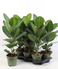 Ficus Benghalensis - Poppelfiken 17 cm