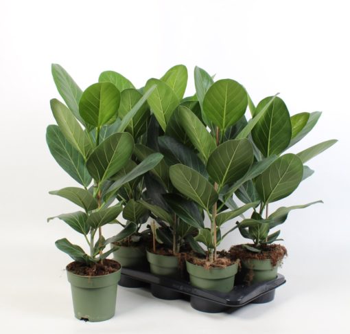 Ficus Benghalensis - Poppelfiken 17 cm