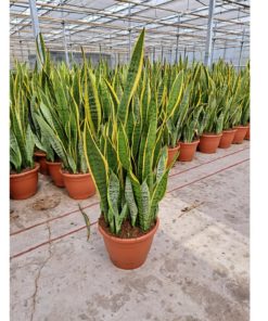 Sanseveria Trifasciata - Svigermorstunge 32 cm