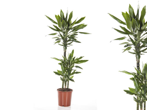 Dracaena Fragrans 3 stam - Dragetre 21 cm