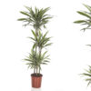 Dracaena Dermensis Warnecki 3 stam - Dragetre 24 cm