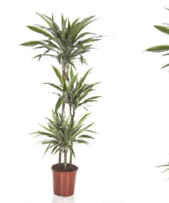 Dracaena Dermensis Warnecki 3 stam - Dragetre 24 cm