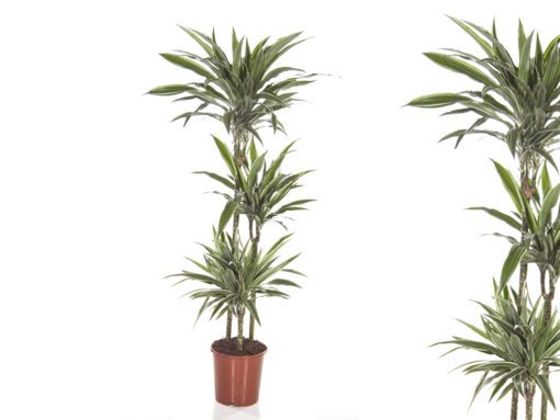 Dracaena Dermensis Warnecki 3 stam - Dragetre 24 cm