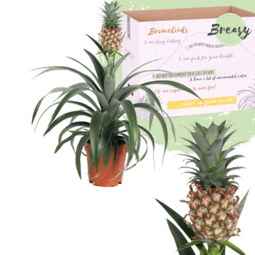 Ananas 12 cm