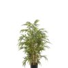 Bambu