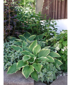 Hosta - Bladlilje 19 cm