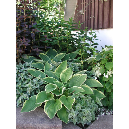 Hosta - Bladlilje 19 cm