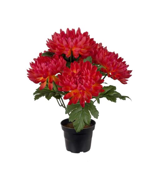 Chrysanthemum