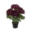 Chrysanthemum