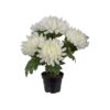 Chrysanthemum