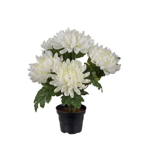 Chrysanthemum