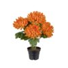 Chrysanthemum