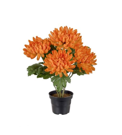 Chrysanthemum