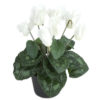 Cyclamen