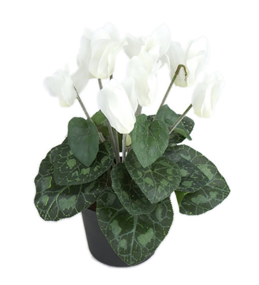 Cyclamen