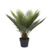 Cycas