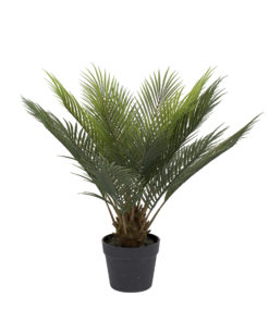 Cycas