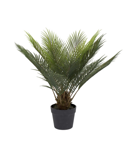 Cycas