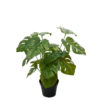 Monstera