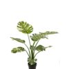 Monstera