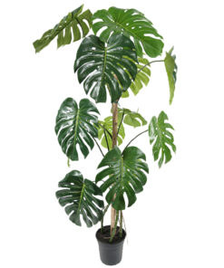 Monstera