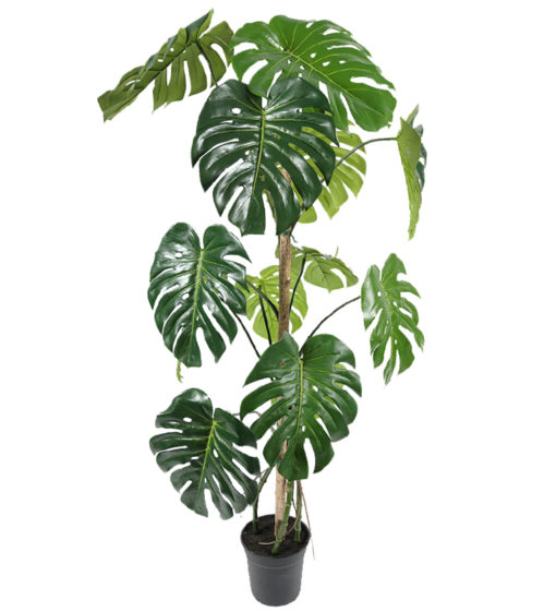 Monstera