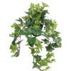 Hedera m/ranker