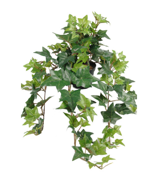 Hedera m/ranker