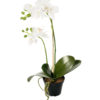 Phalaenopsis