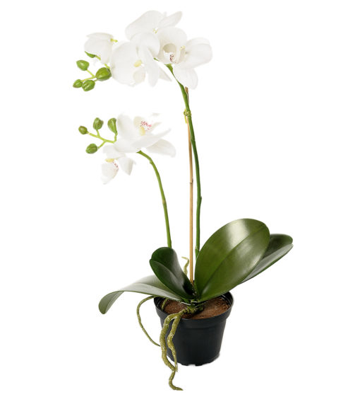 Phalaenopsis