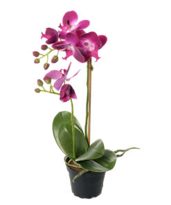 Phalaenopsis