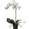 Phalaenopsis