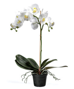 Phalaenopsis