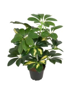 Schefflera