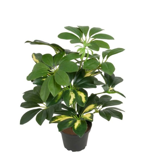 Schefflera