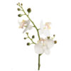 Phalaenopsis