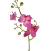 Phalaenopsis