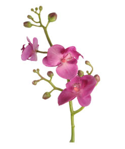 Phalaenopsis