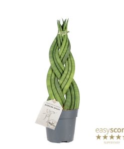 Sanseveria Cylindrica - Bajonettplante flettet 11 cm