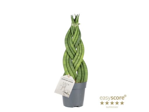 Sanseveria Cylindrica - Bajonettplante flettet 11 cm