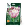 Tulipan, Tidig dobbel, Sweet Desire