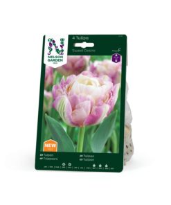 Tulipan, Tidig dobbel, Sweet Desire