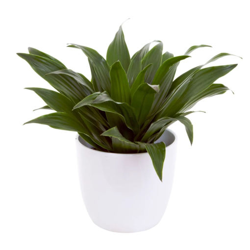 Dracaena Compacta  - Dragetre 11 cm