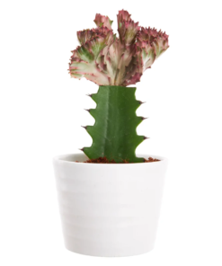 Euphorbia Lactea- Dragon bein treet 11 cm