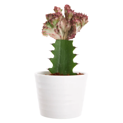 Euphorbia Lactea- Dragon bein treet 11 cm